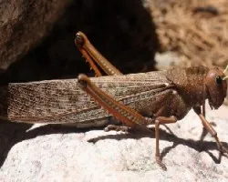 Tropidacris collaris Langosta o Tucura Quebrachera