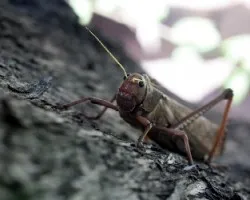 Tropidacris collaris Langosta o Tucura Quebrachera
