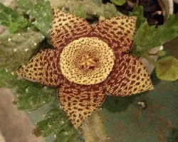 Orbea variegata