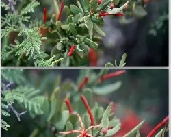 Ligaria cuneifolia
