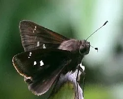 Skipper o Saltarina