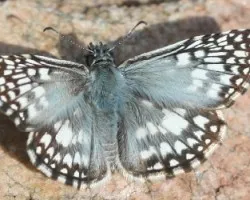 Pyrgus oileus (u orcus?)