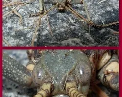 Agathemera crassa