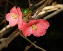 Chaenomeles speciosa