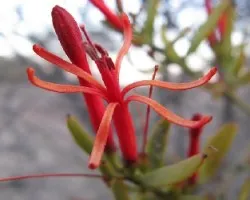 Ligaria cuneifolia