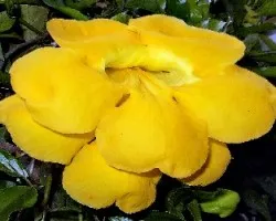 Macfadyena unguis cati
