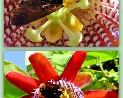Passiflora quadrangularis + Bombus sp.
