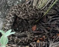 Crotalus durissus terrificus