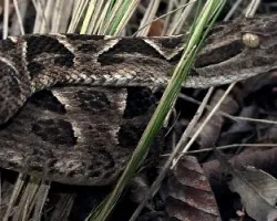 Crotalus durissus terrificus