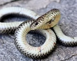 Liophis sp.