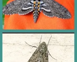 Manduca sexta paphus