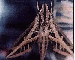 Eumorpha fasciatus