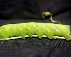Eumorpha analis, oruga