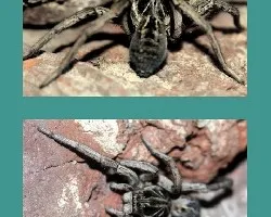Lycosa sp.