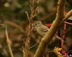 Empidonax minimus