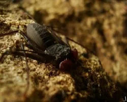 Paraphrynus mexicanus