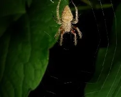 Araña