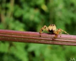 Salticidae