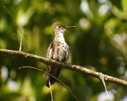 Amazilia cyanocephala