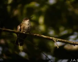 Amazilia cyanocephala