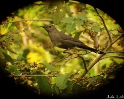 Dumetella carolinensis