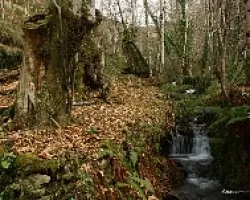 El paraiso de las castañas