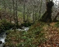 El paraiso de las castañas