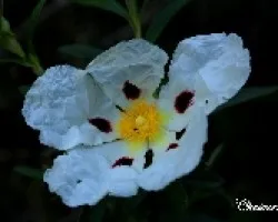 Jara pringosa (cistus ladanifers)