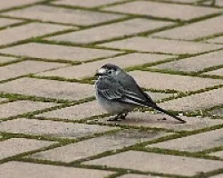 Motacilla alba