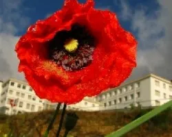 Amapola (Papaver rhoeas)