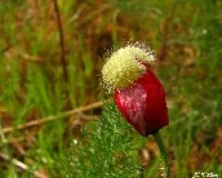 Amapola (Papaver rhoeas)