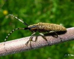 Escarabajo de los chopos (Saperda populnea)