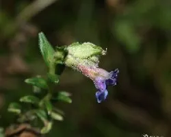 Florecilla silvestre (Pulmoraria angustifolia)