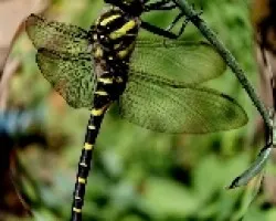 Aeshna cyanea