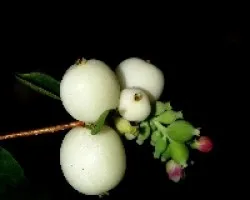 Lagrimas de la Virgen (Symphoricarpos albus) para momiji