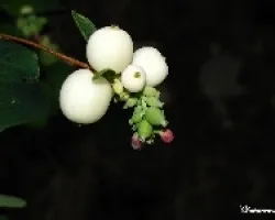 Lagrimas de la Virgen (Symphoricarpos albus) 