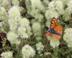 Tomillo(Thymus vulgaris) y mariposa