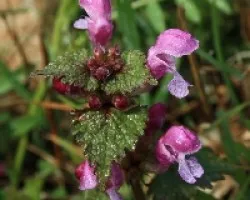 Ortiga hedionda (Stachys sylvatica)