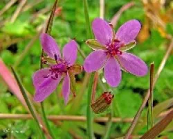 Geranium palustre