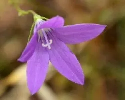 Campanula patula