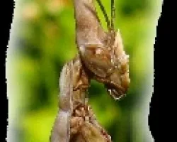 La mantis palo (Empusa pennata)