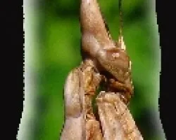 La mantis palo (Empusa pennata)