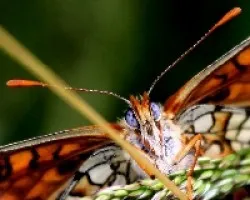 Hermosos ojos de mariposa
