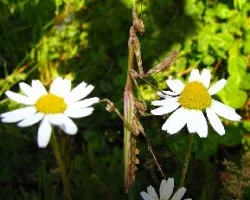 Empusa pennata, en tamaño real