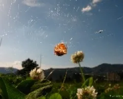 Arañita de las flores- Araneus Diadematus