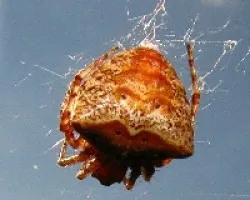 Arañita de las flores- Araneus Diadematus