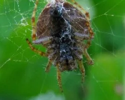 Arañita de las flores- Araneus Diadematus