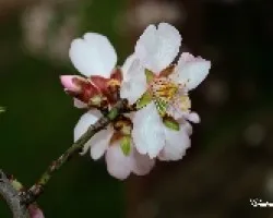 La flor que anuncia la primavera