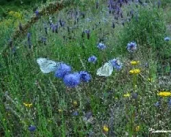 Aporia crataeji- espliego, hierba de santiago, tojo, chysantheamun leucanthemum...
