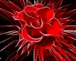 rosa